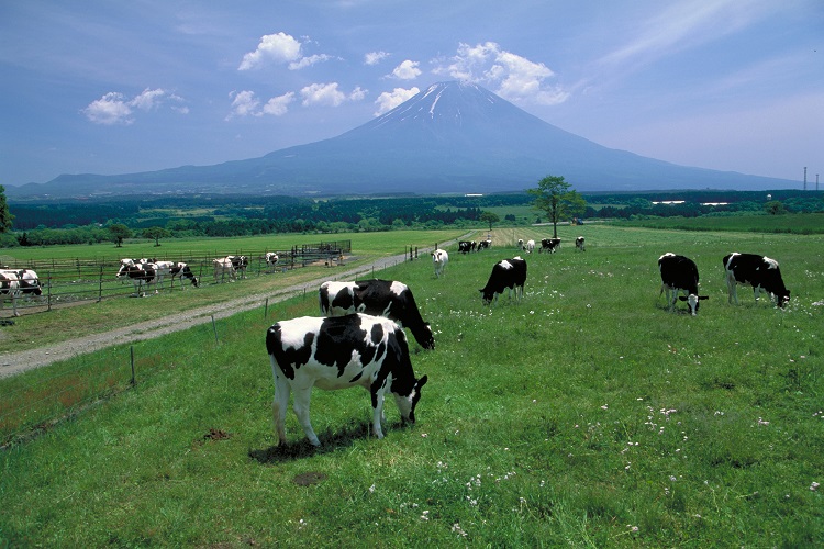 朝霧高原で放牧中の乳牛