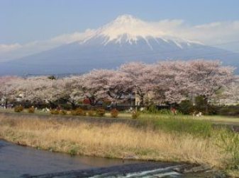 潤井川河川敷緑地