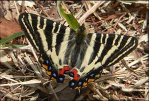 ギフチョウ