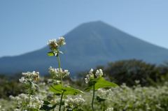 富士山を背景にそばの花