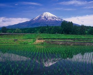 上柚野