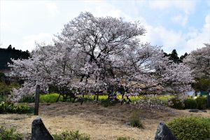 狩宿の下馬ザクラ