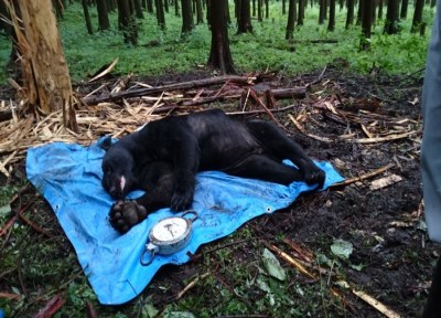 クマは秋頃から冬眠に備えて餌を求めるため、行動圏が拡大します(木登りもします)。 