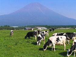 朝霧高原 