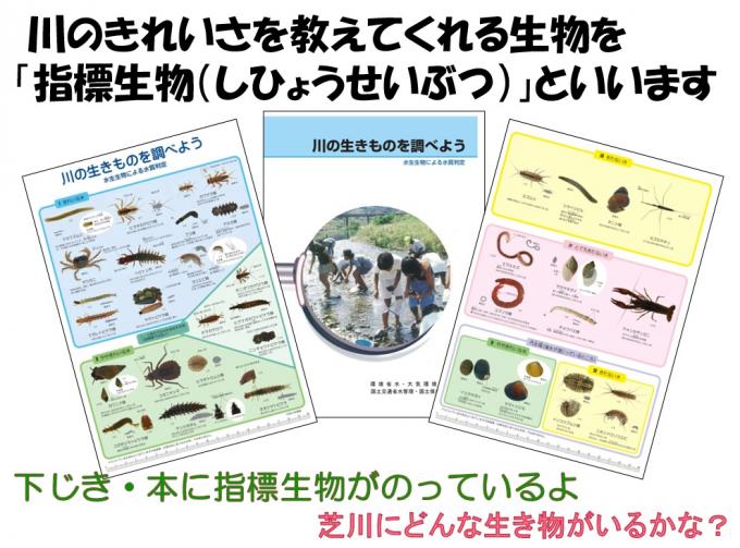 水生生物調査