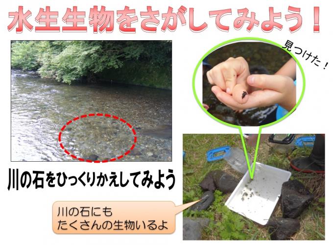 水生生物調査