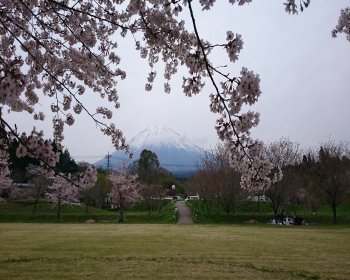 富士山さくらの園