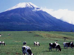 牛と富士山