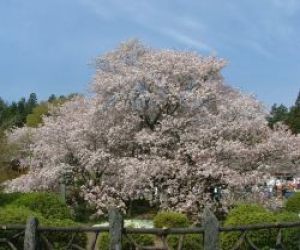 狩宿さくらまつり