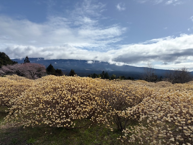 ミツマタ（全景）