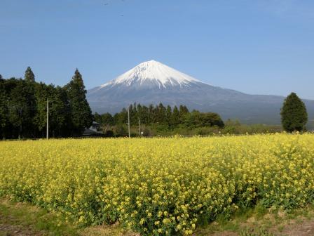 菜の花畑(4月下旬)