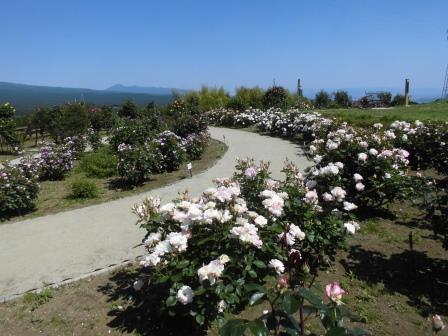 白糸バラ園(5月中旬)