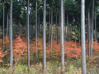 市有林大根野の秋