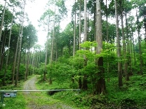 市有林大根野森林作業道