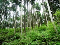 市有林大根野(ヒノキ)