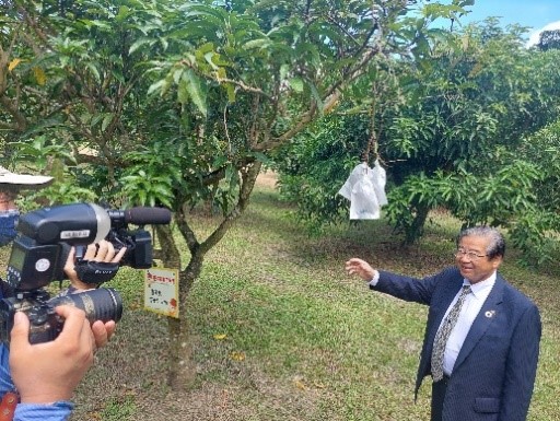富士宮市のマンゴーの木を確認