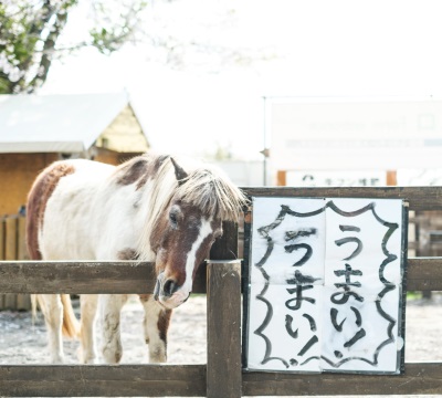 まかいの牧場