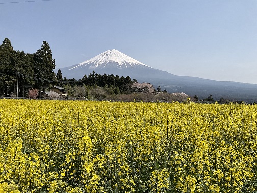 菜の花（全景）