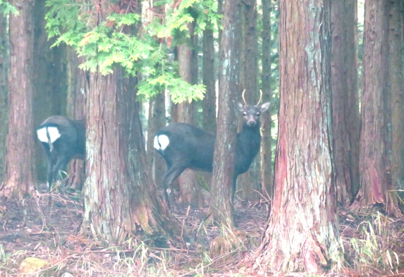 様々な生き物が、皆さまのお越しをお待ちしています。(シカ　小田貫湿原北側林内)