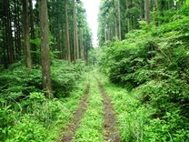 市有林水ケ平西作業道